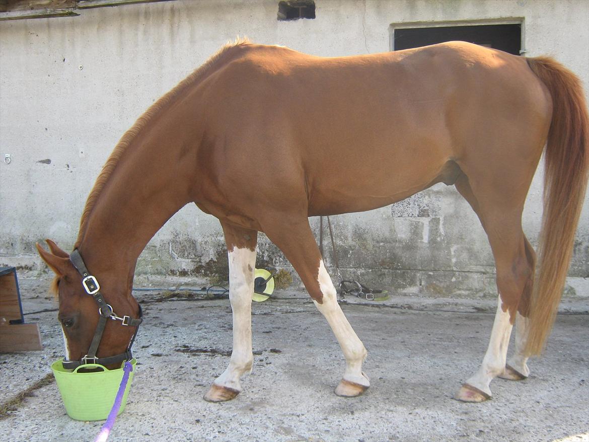 Arabisk fuldblod (OX) Keiko billede 16