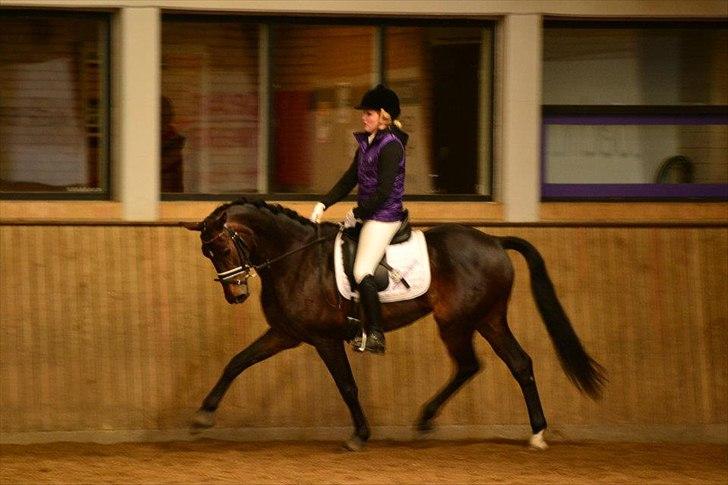 Dansk Varmblod Renette - DRF cup i Hjørring

Taget af Christina Bæk :) billede 19