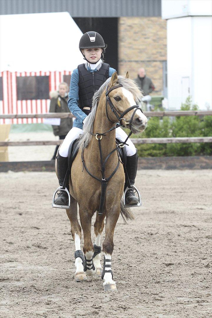 Welsh Pony (sec B) Faya Lobi Kasto-Glas 2002 *STJERNE PONY* - Så smuuuuuuk<3 billede 19