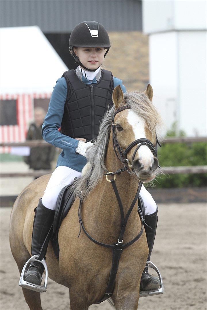 Welsh Pony (sec B) Faya Lobi Kasto-Glas 2002 *STJERNE PONY* - Lobi og jeg i Glamsbjerg 2012:-)<3 Hun er bare SÅ (S)KØN!<33 billede 1