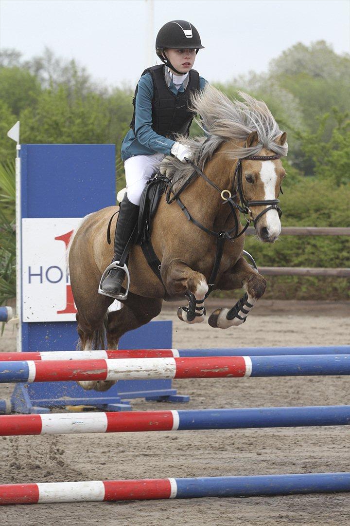 Welsh Pony (sec B) Faya Lobi Kasto-Glas 2002 *STJERNE PONY* - Lobi og jeg flyvende over en okse:-)<3 billede 20