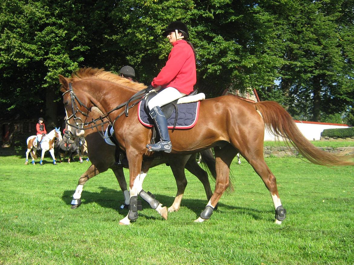 Arabisk fuldblod (OX) Keiko billede 18