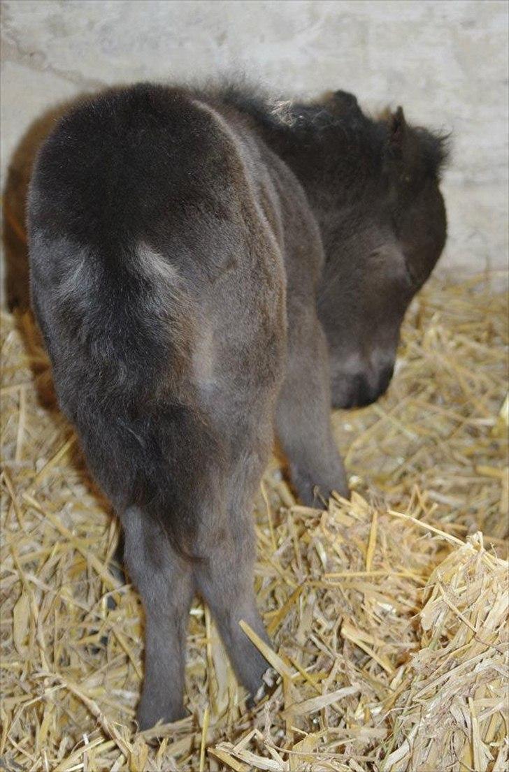 Shetlænder føl Maja billede 6