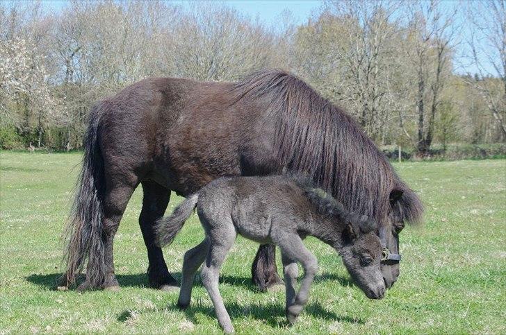 Shetlænder føl Maja billede 11