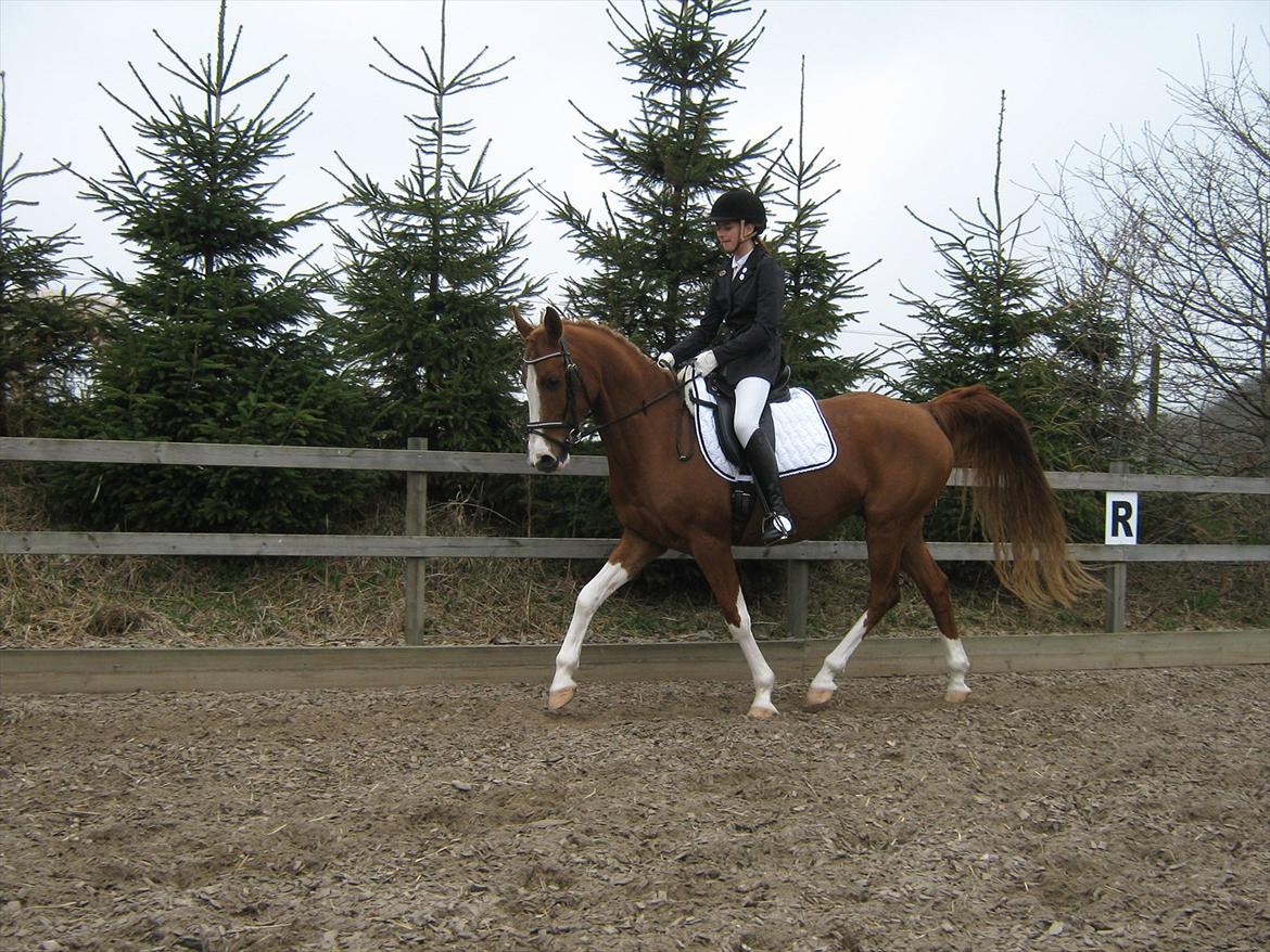 Arabisk fuldblod (OX) Keiko billede 19