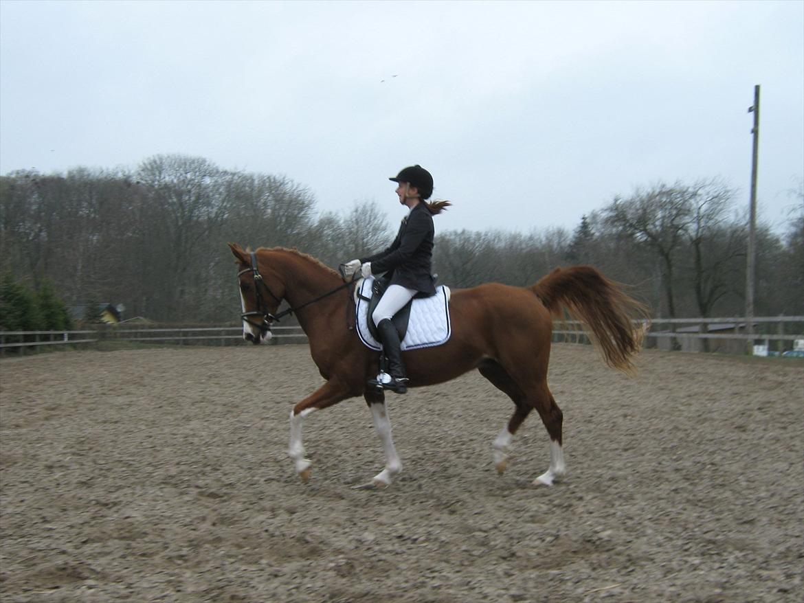 Arabisk fuldblod (OX) Keiko billede 20