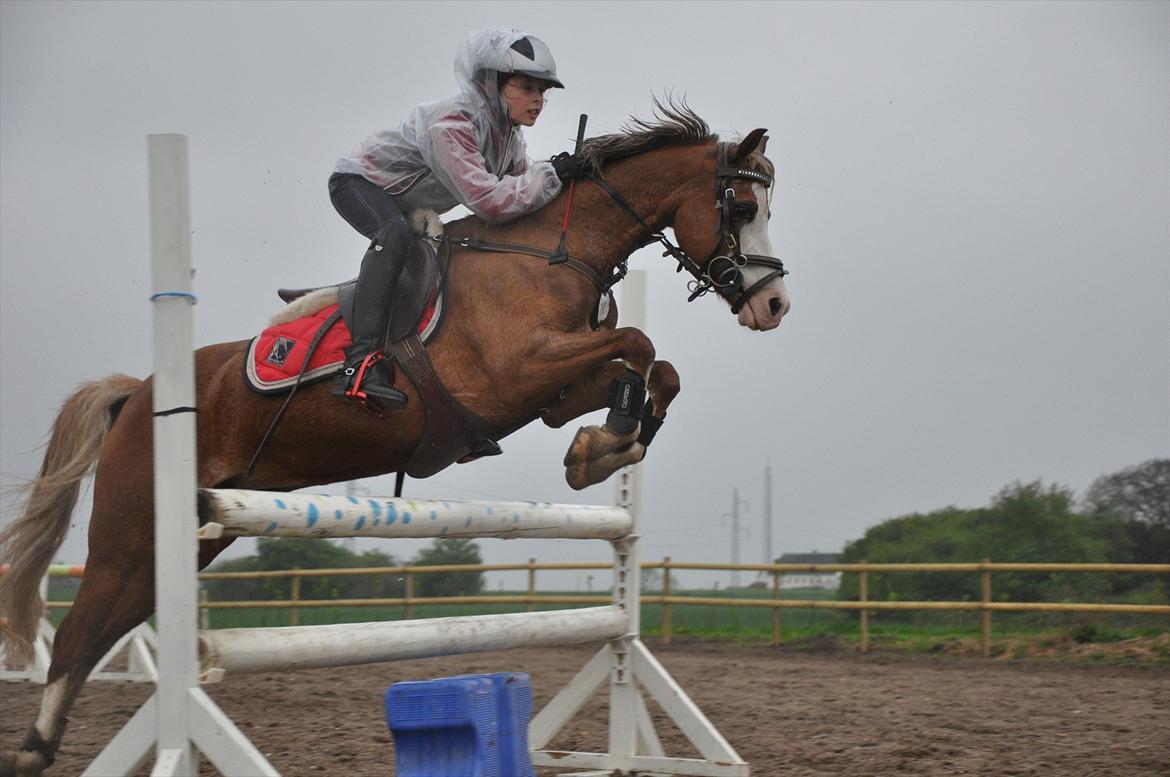 Welsh Pony (sec B) Bloklands Hoeve's Hilde<3....(Hilde)<3<3 billede 10