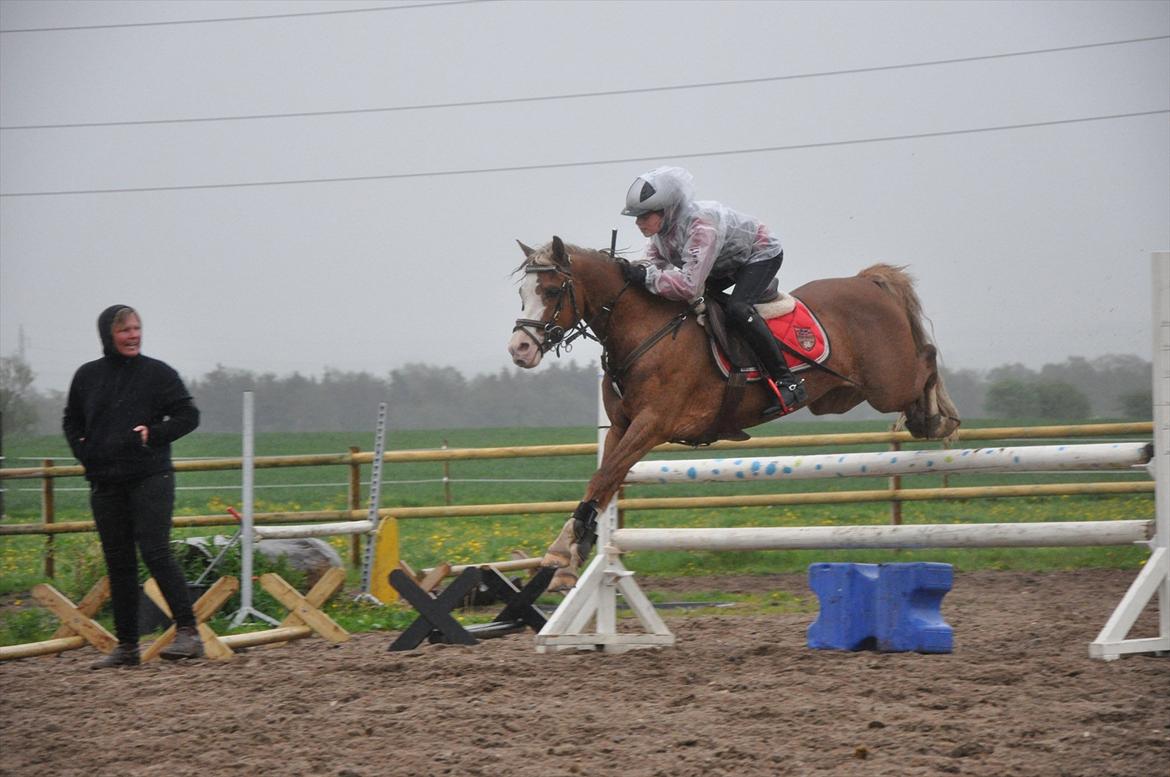 Welsh Pony (sec B) Bloklands Hoeve's Hilde<3....(Hilde)<3<3 billede 11