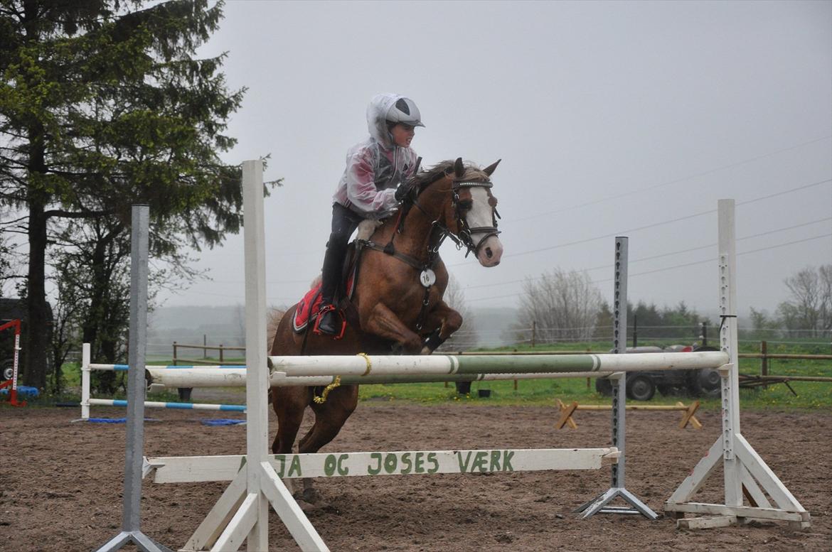 Welsh Pony (sec B) Bloklands Hoeve's Hilde<3....(Hilde)<3<3 billede 12