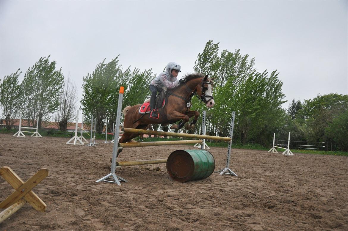 Welsh Pony (sec B) Bloklands Hoeve's Hilde<3....(Hilde)<3<3 billede 13