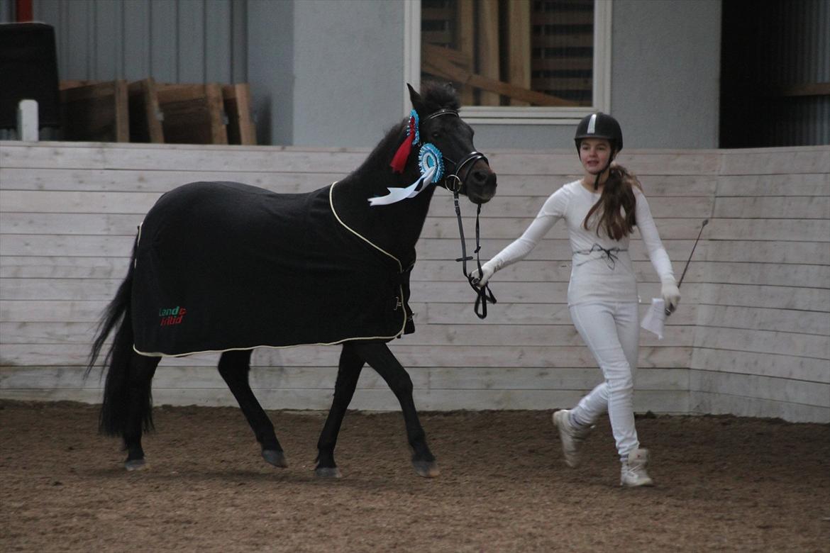 New Forest Staldbakkens Ibrahim <3 - Min super seje pony i en æresrunde! Han blev Bedste veteran+ Nr. 2 i Bedst i racen!:-P<3 Til MountainAndMoorland-Wintershow.
Han er seej! billede 8