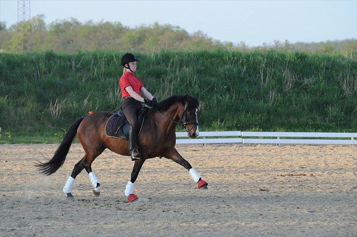 DSP ATINA KÆRLUND ***  A- PONY** billede 13