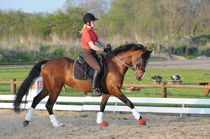 DSP ATINA KÆRLUND ***  A- PONY** billede 15