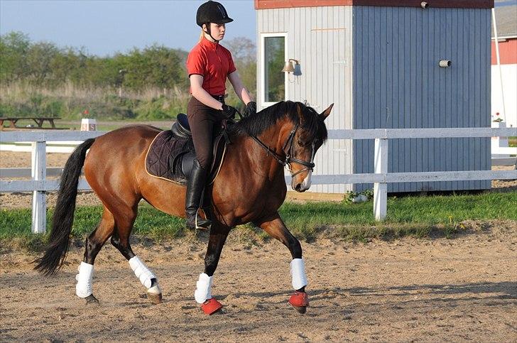 DSP ATINA KÆRLUND ***  A- PONY** billede 17