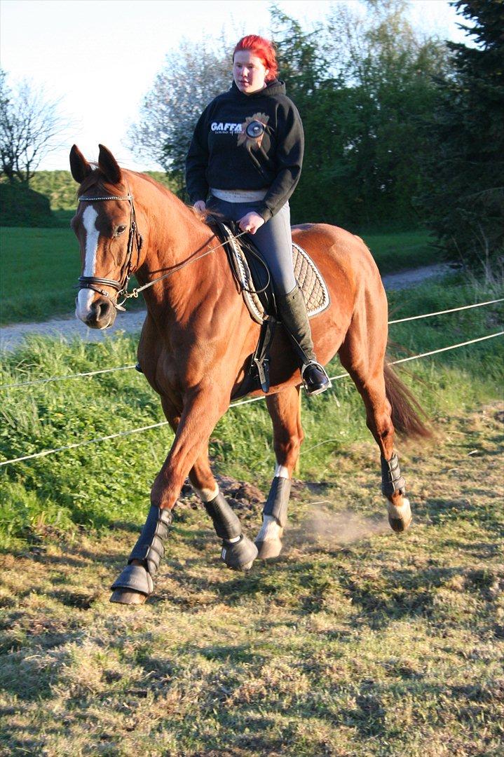 Anden særlig race Diesel R.I.P<3 - Min "lille" stjerne hest ;)<3 billede 4