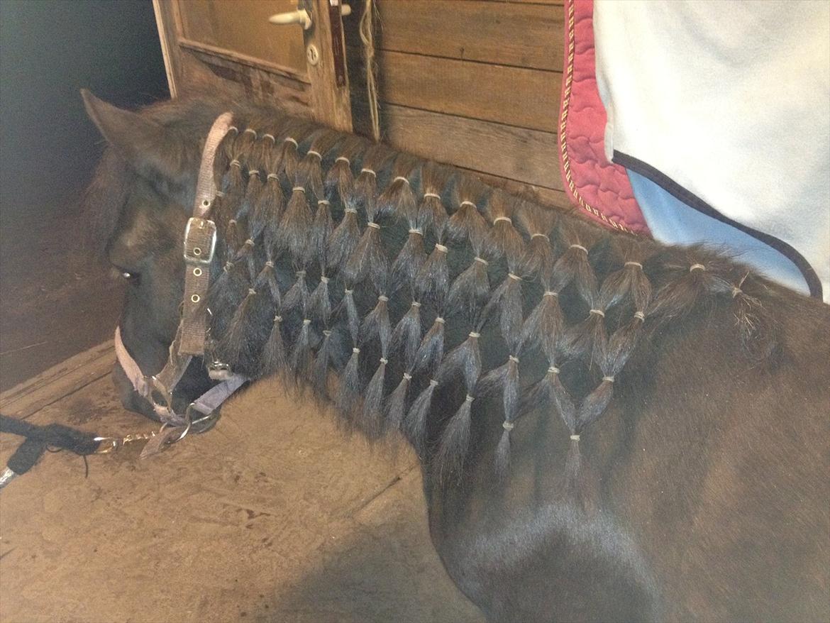 Shetlænder mosbækminde jankie solgt billede 14