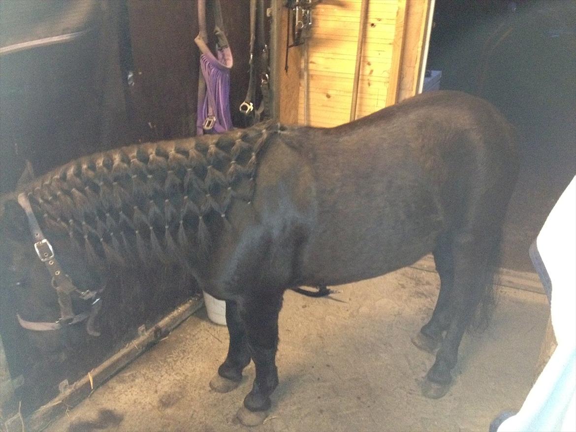 Shetlænder mosbækminde jankie solgt billede 15