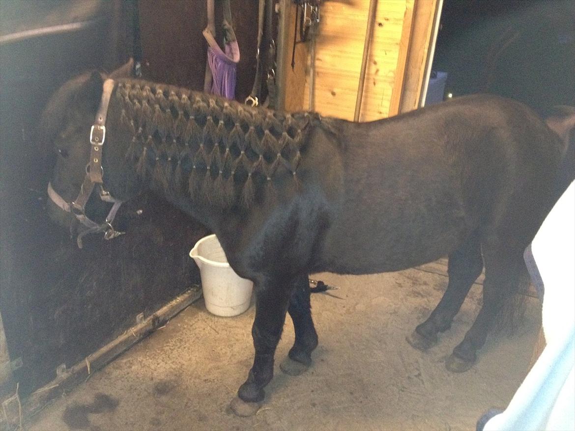 Shetlænder mosbækminde jankie solgt billede 16