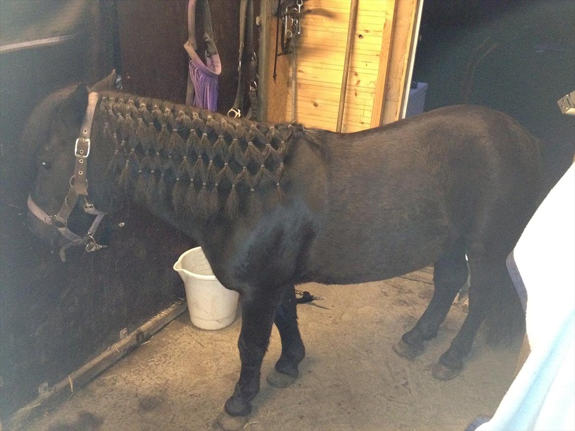 Shetlænder mosbækminde jankie solgt billede 17