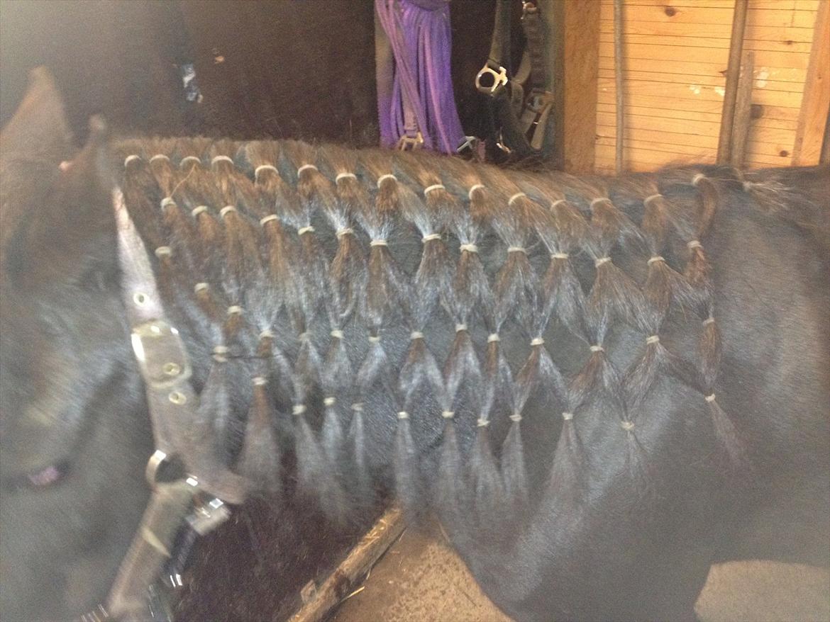 Shetlænder mosbækminde jankie solgt billede 18