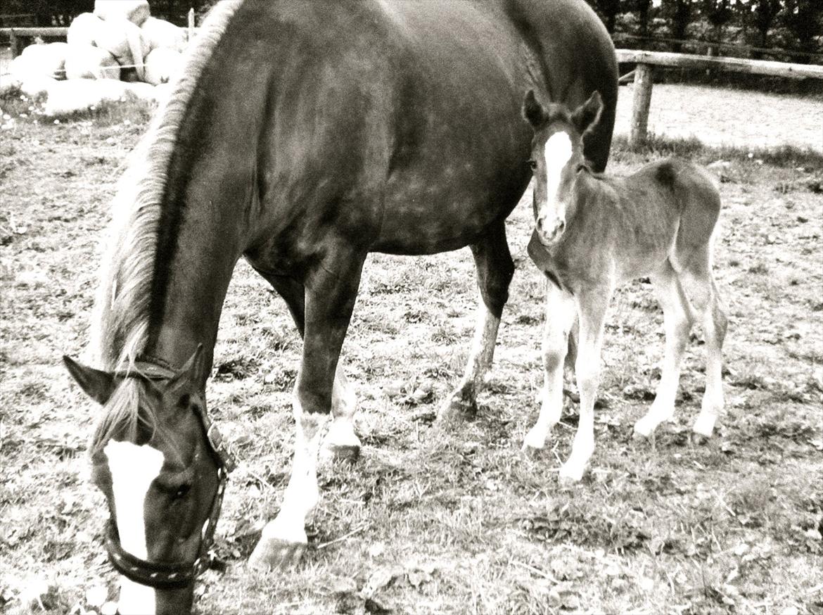 Sportsaraber (A) Selina - Selina og Sviki (Hendes Mor) billede 8