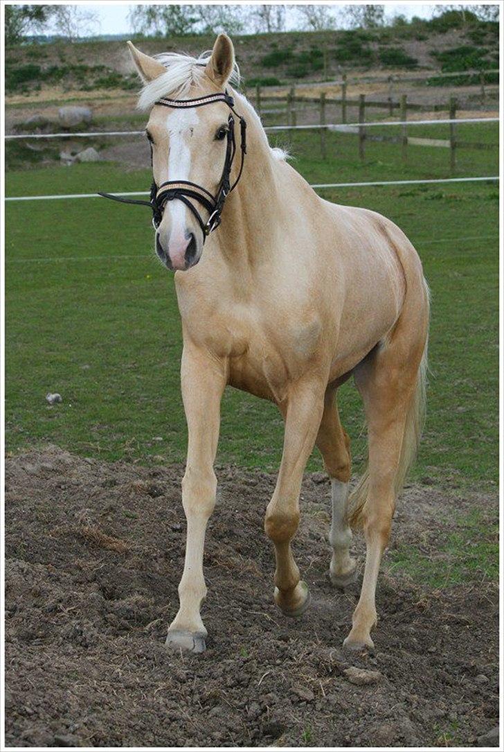 Palomino Solheim's Ramina - RDH Hoppe billede 14