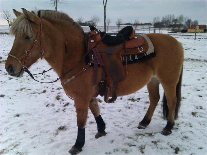 Anden særlig race Kikki <3<3 min prinsesse<3 - Kikki uldtot <3 :* billede 19