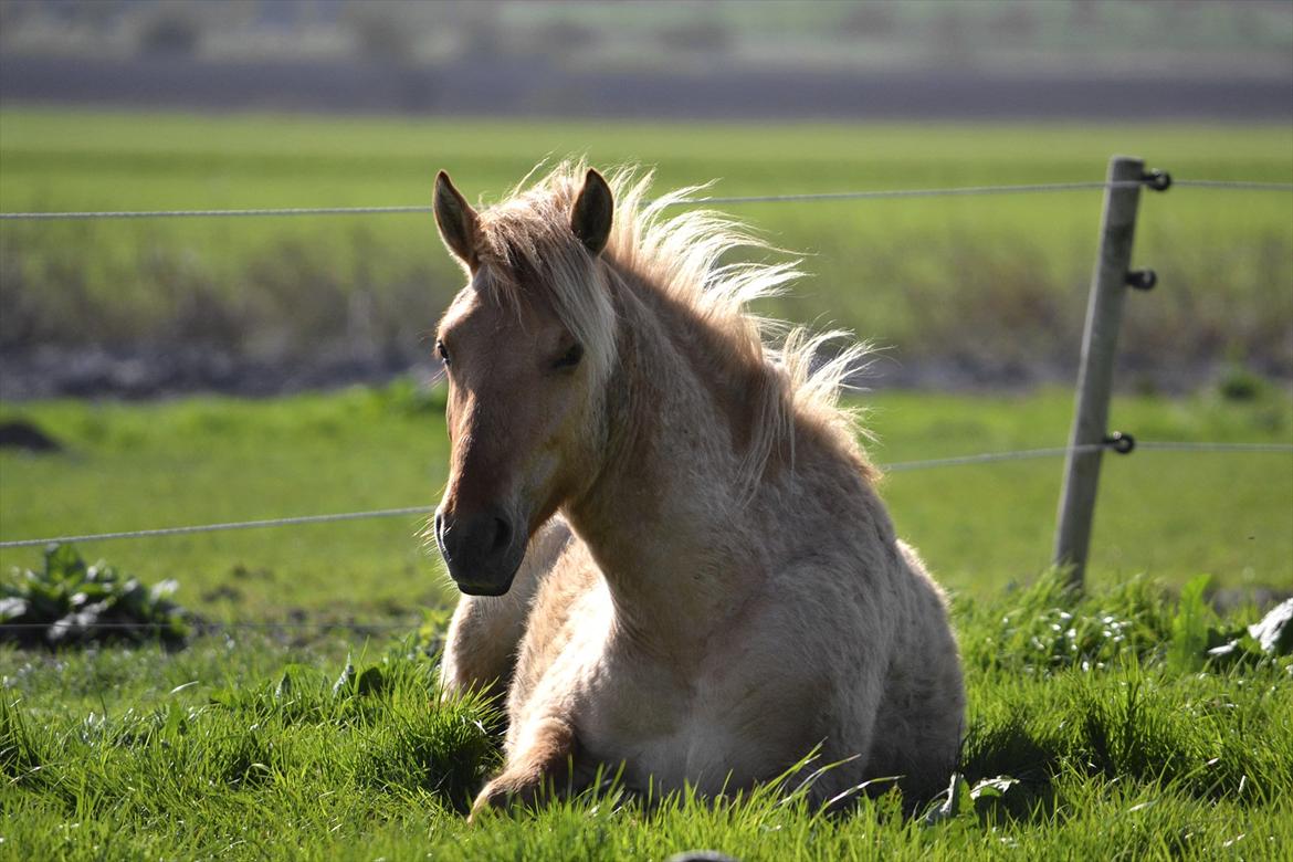 Anden særlig race Baby aka. Tino Von Rebel - 1. maj, 2012 - Det er hårdt at være ved at blive stor og finde ud af man er hingst. x) En lille slapper, mens man stadig følger med i det hele (et føl er lige kommet til verden på folden ved siden af), er ikke helt af vejen. :p billede 22