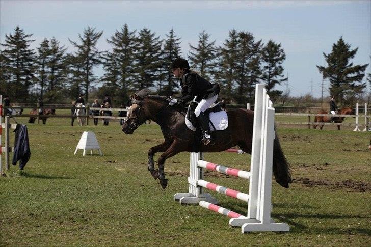 Anden særlig race Laban  - LC i HHH, han var super. 2 nul runder :D billede 7