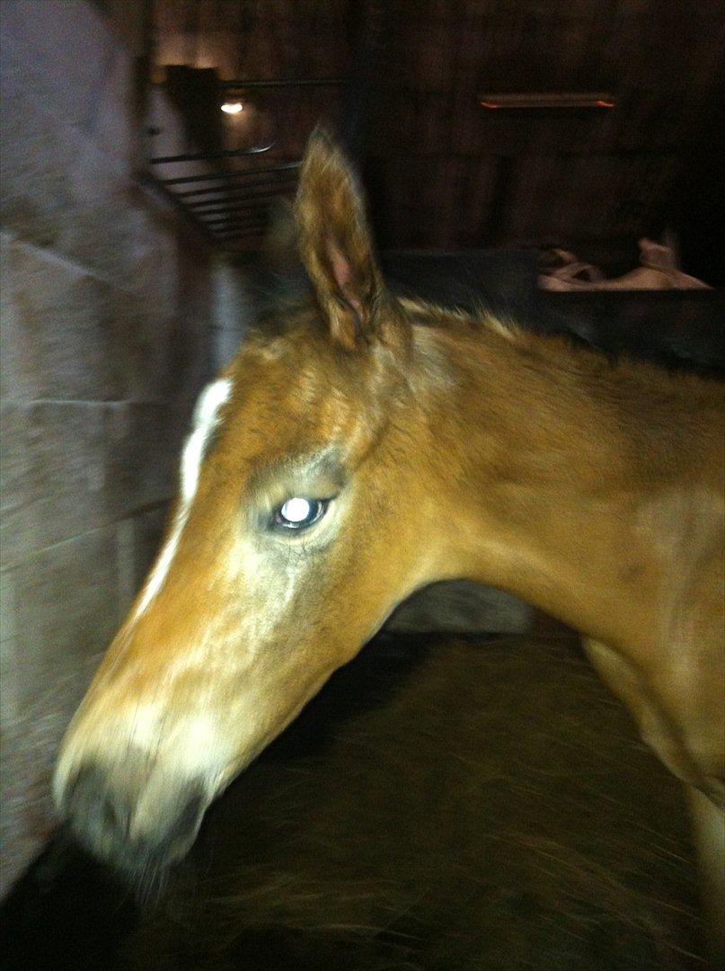 Dansk Varmblod Chilli time billede 3