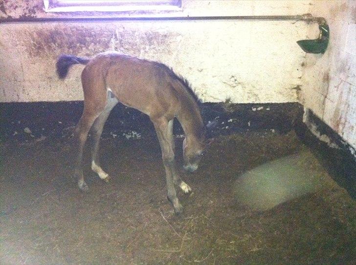 Dansk Varmblod Chilli time billede 4