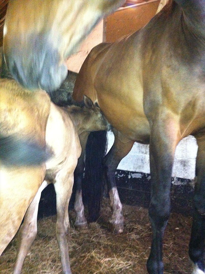 Dansk Varmblod Chilli time billede 5