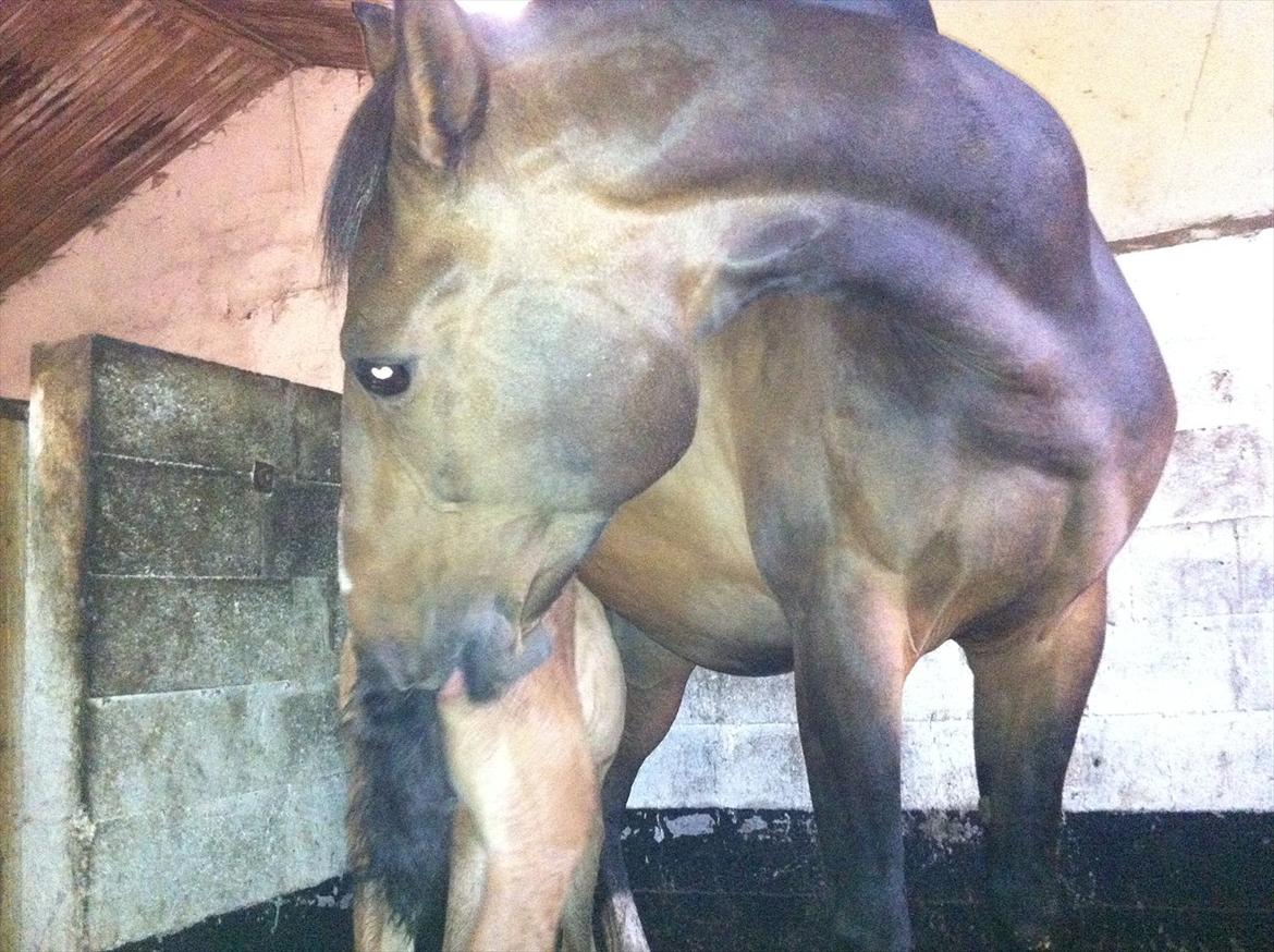 Dansk Varmblod Chilli time - En kærlig mor. billede 6