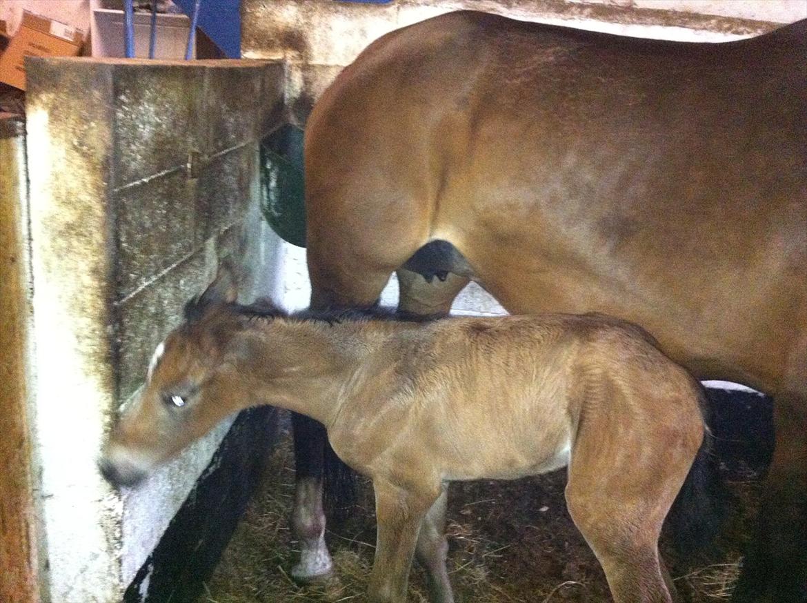 Dansk Varmblod Chilli time billede 7