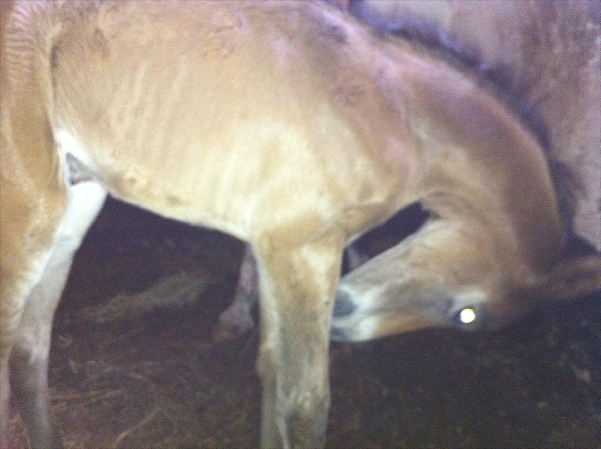 Dansk Varmblod Chilli time - Sikke nogle lange stænger :) billede 9