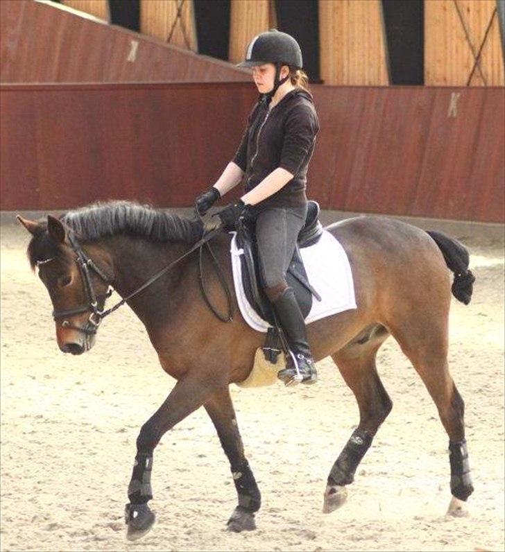 New Forest Montana af Højgaard(MONTY) - Foto af Pernille kirstine :-) Undv. ved Cesar Lerias 2012 :-) billede 10