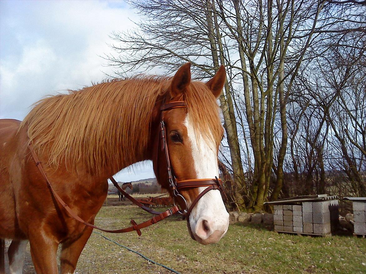 Tysk Sportspony Mr. Fancy Pants - Dejlig dag, dejlig gåtur og ikke mindst dejlig hest! billede 10