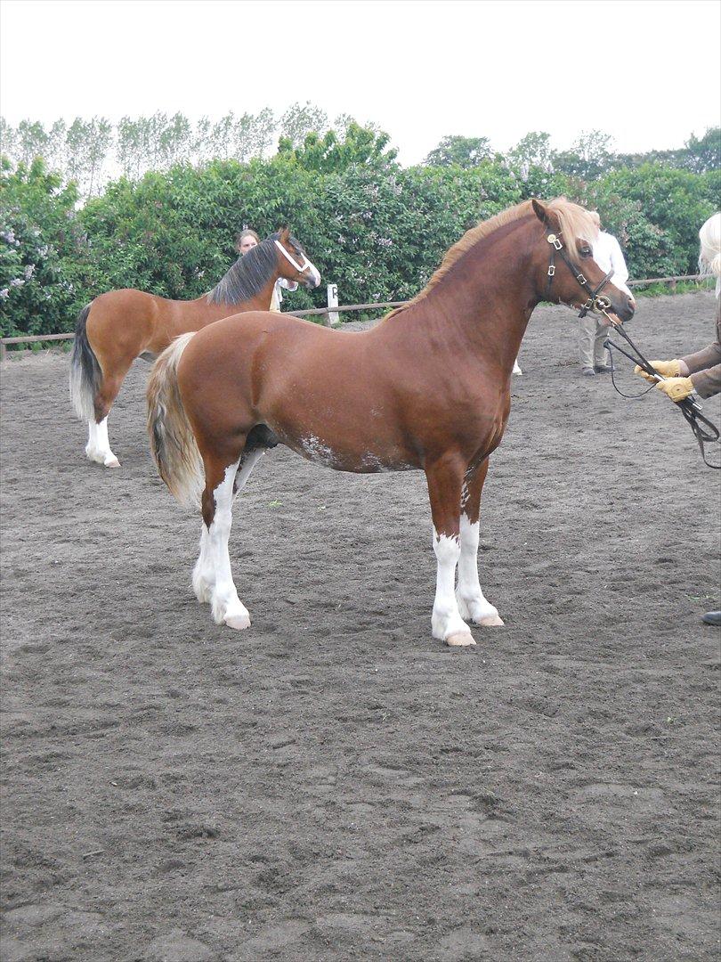 Welsh Pony af Cob-type (sec C) Aberlour Goodwyn - til hingste-kåring billede 1