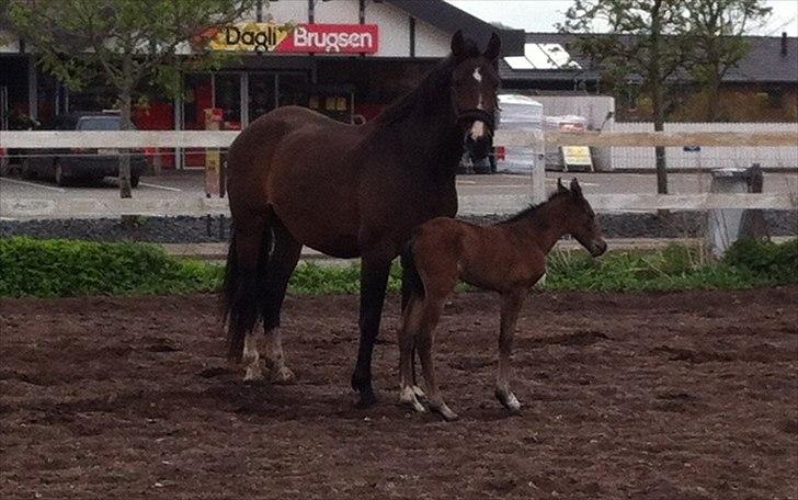 Dansk Varmblod Chilli time billede 10