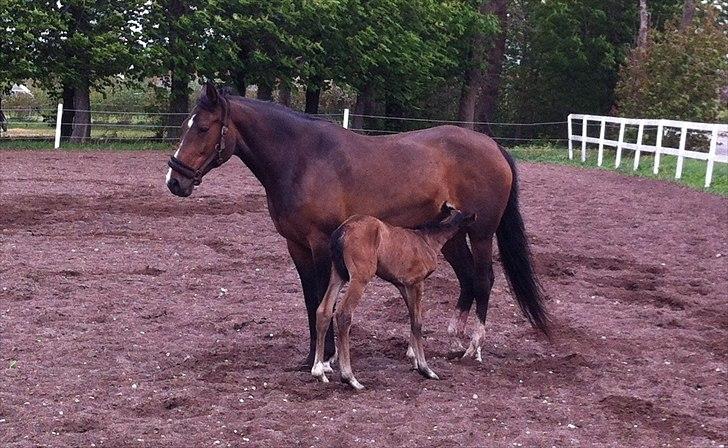 Dansk Varmblod Chilli time billede 11