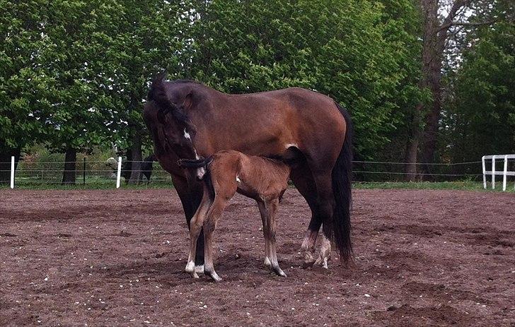 Dansk Varmblod Chilli time billede 12