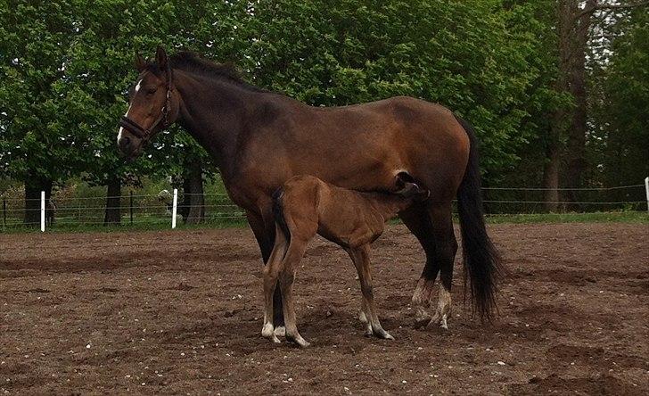 Dansk Varmblod Chilli time billede 13