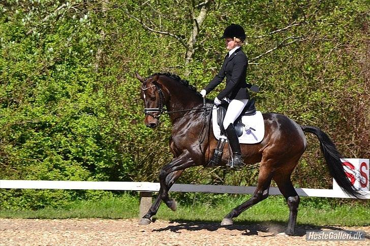 Dansk Varmblod Renette - DRF cup i Hjørring

Taget af Christina Bæk :) billede 1