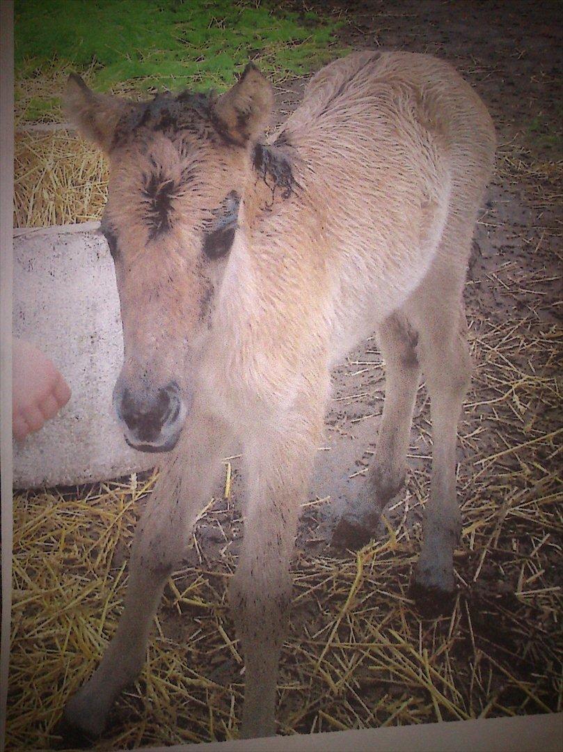 Islænder Disa fra Fruerlund - Disa som føl:D
-er hun ik nuttet:D
Billede:Hendes første ejer(: billede 50