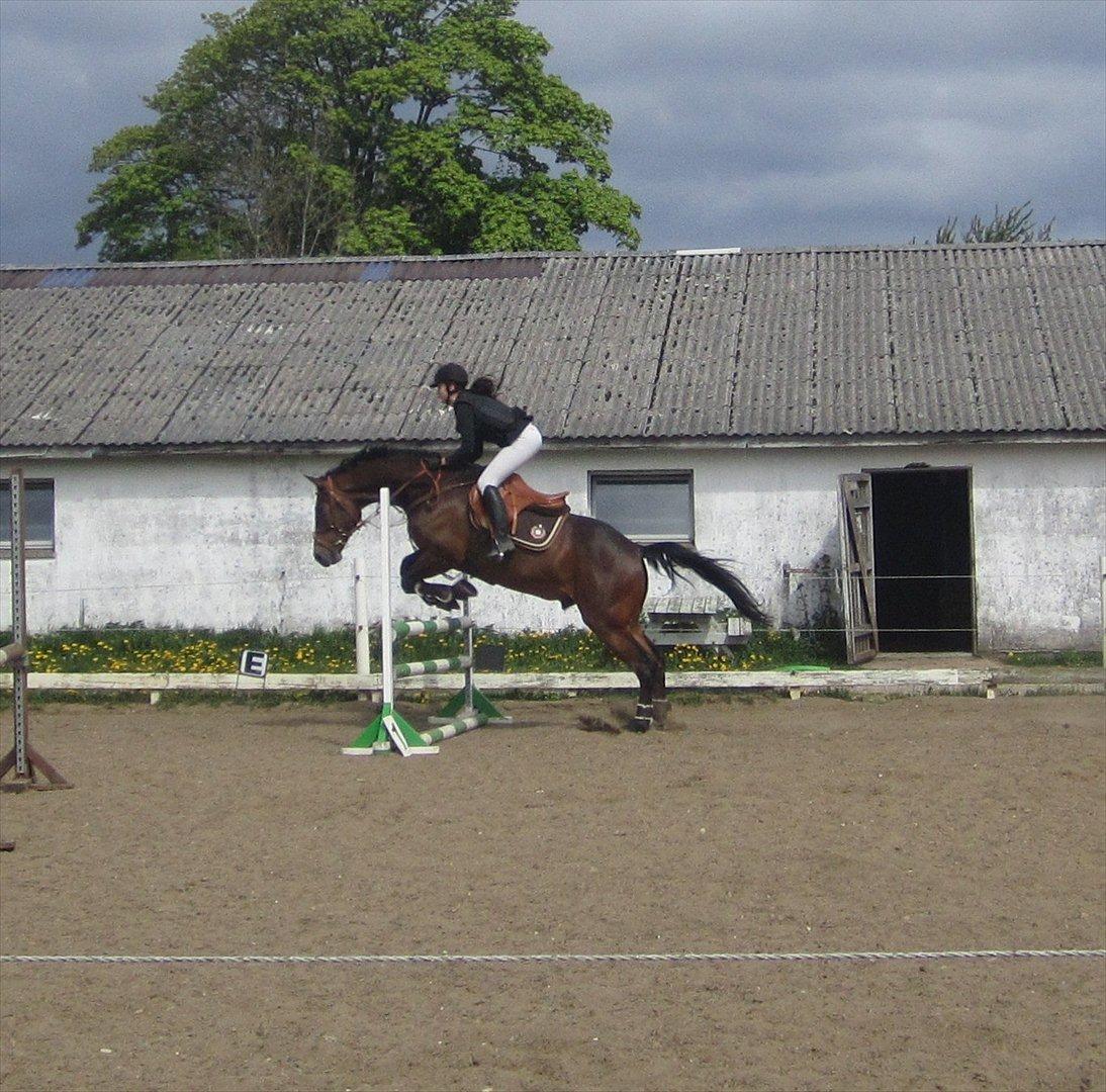 Trakehner Hronas - 6/5 - 2012 billede 16