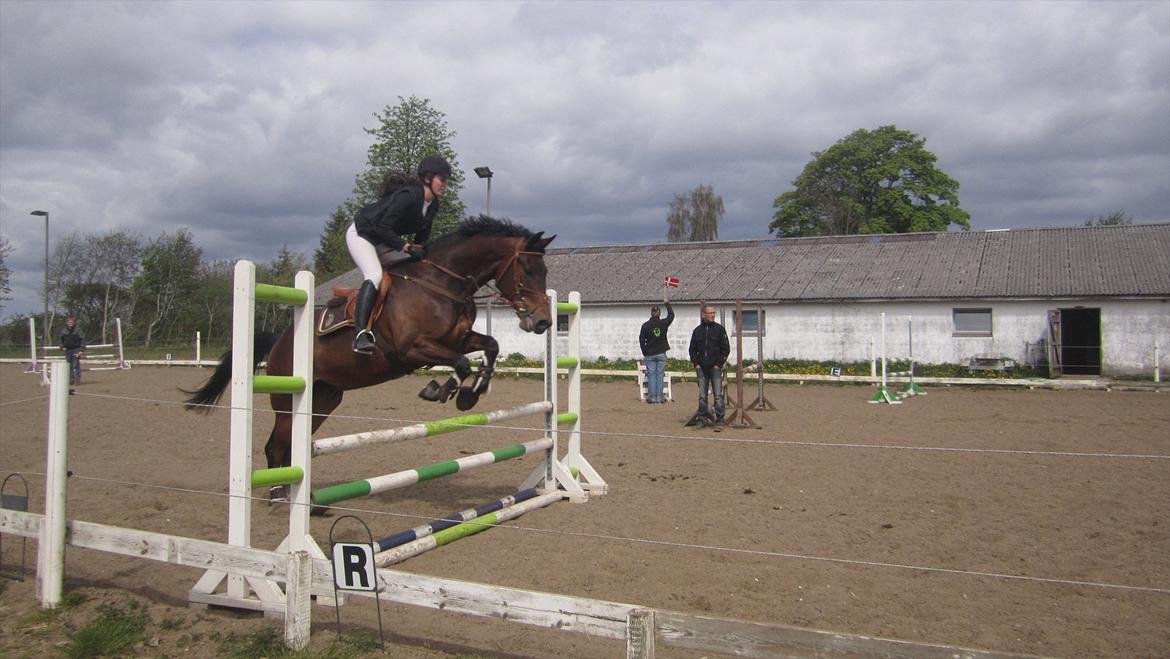 Trakehner Hronas - 6/5 - 2012 billede 17