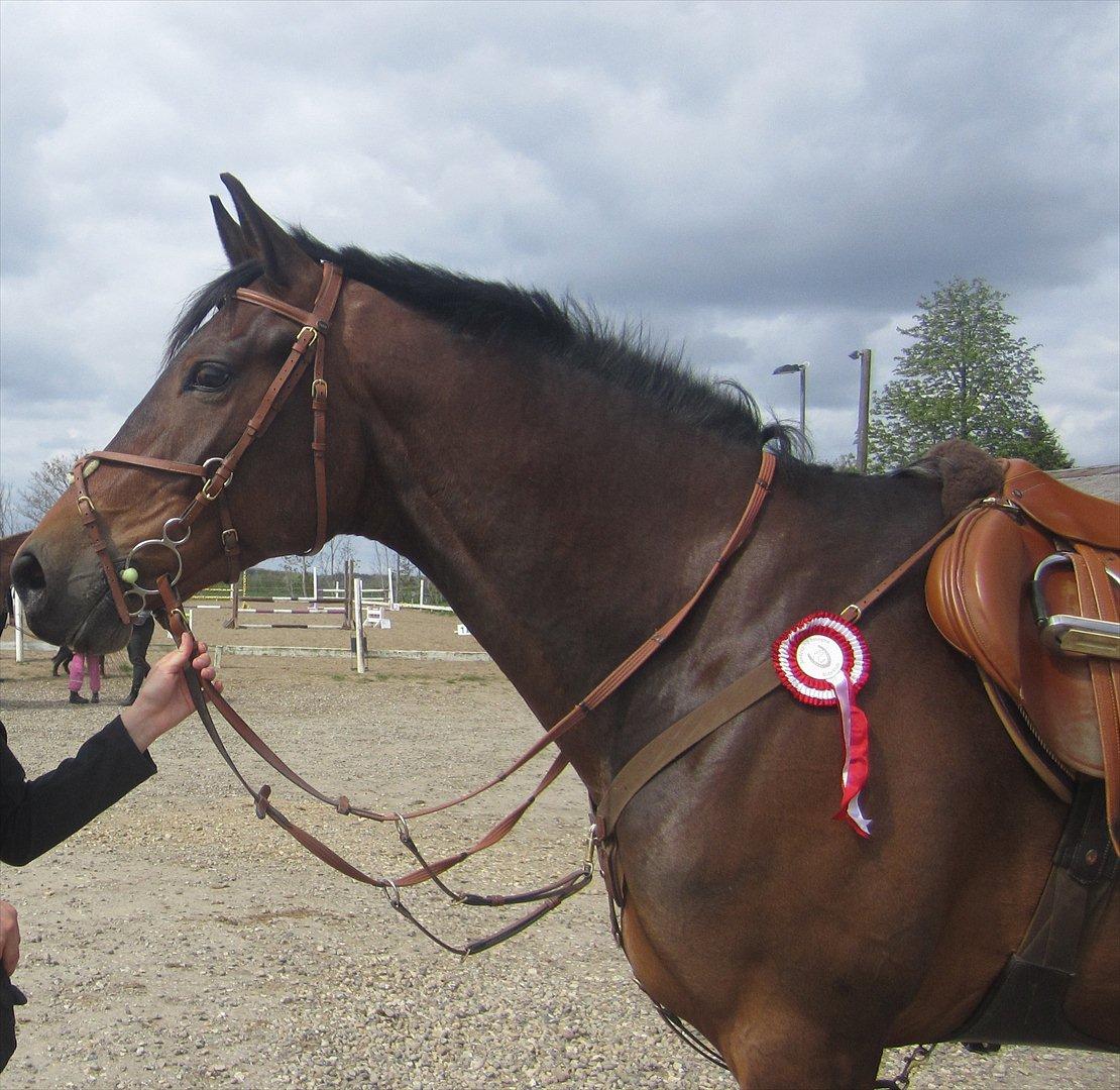 Trakehner Hronas - 6/5 - 2012 billede 18