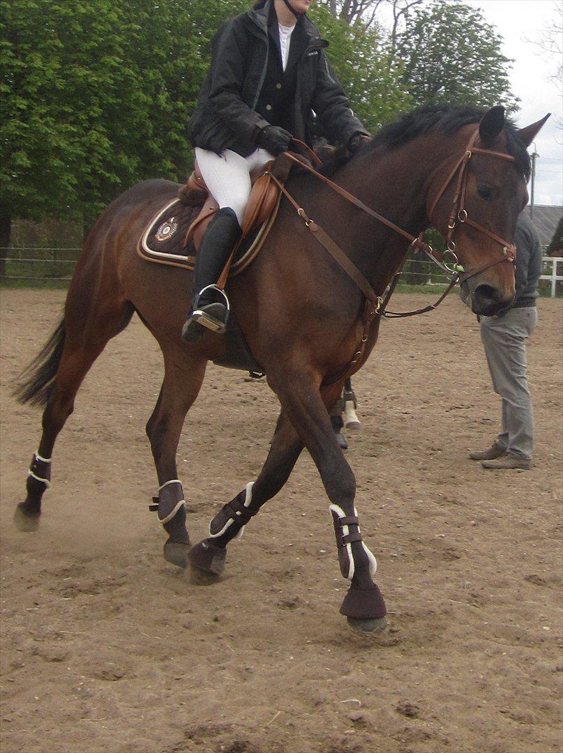 Trakehner Hronas - 6/5 - 2012 billede 19
