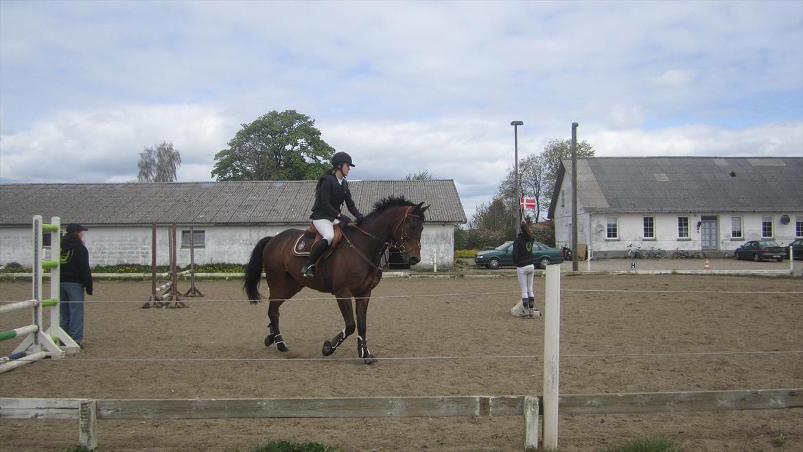 Trakehner Hronas - 6/5 - 2012 billede 20