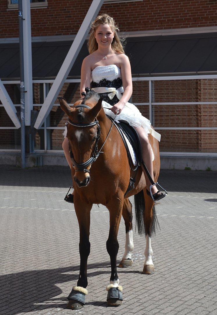 Hollandsk Sportspony Andorra *B-pony* Solgt - Konfirmation d. 5. maj 2012 <3 billede 2
